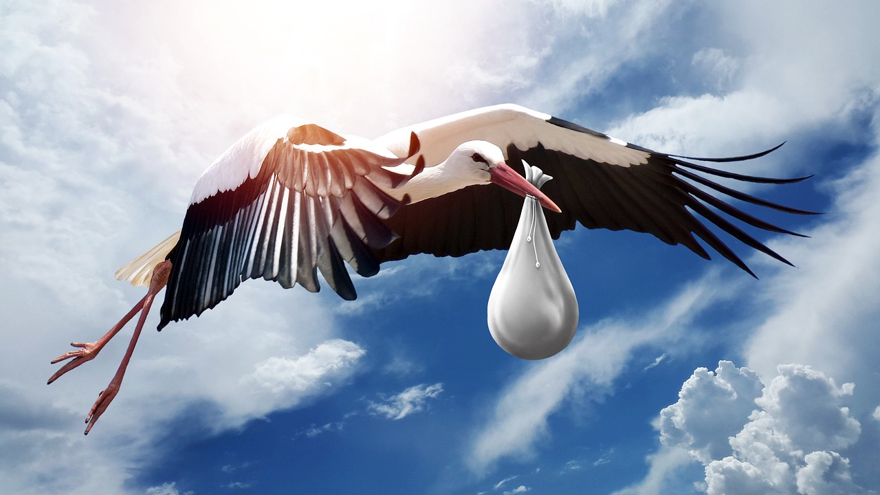 bird, nature, wing-3058712.jpg