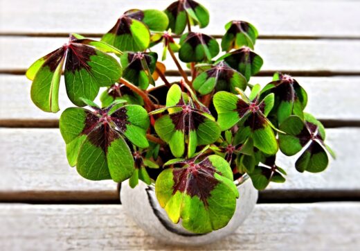 lucky clover, four-leaf clover, green leaves-3910868.jpg