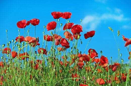 poppy, flowers, field-1447203.jpg