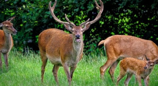 deer, red deer, stag-8154981.jpg