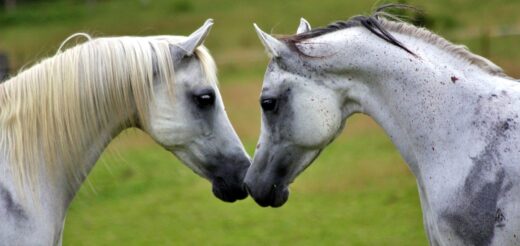 arabians, horses, equines-2395184.jpg