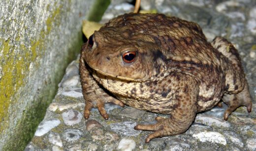 toad, common toad, warts-405121.jpg