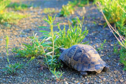 tortoise, nature, animal-4047880.jpg
