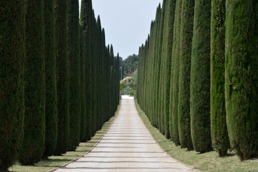 cypresses, avenue, entrance-785467.jpg