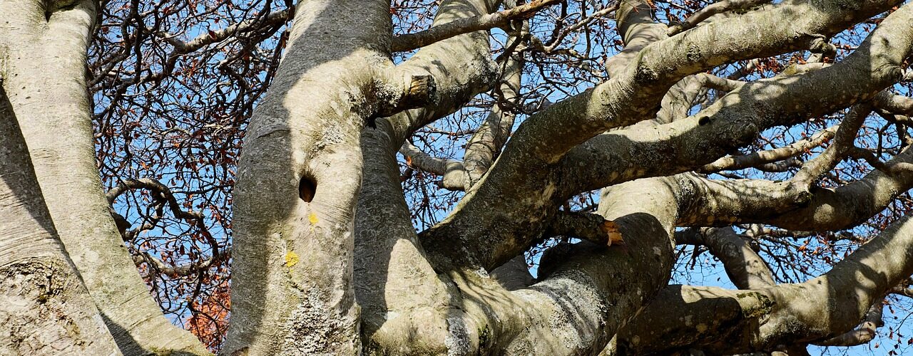 tree, treetop, crown-2879564.jpg