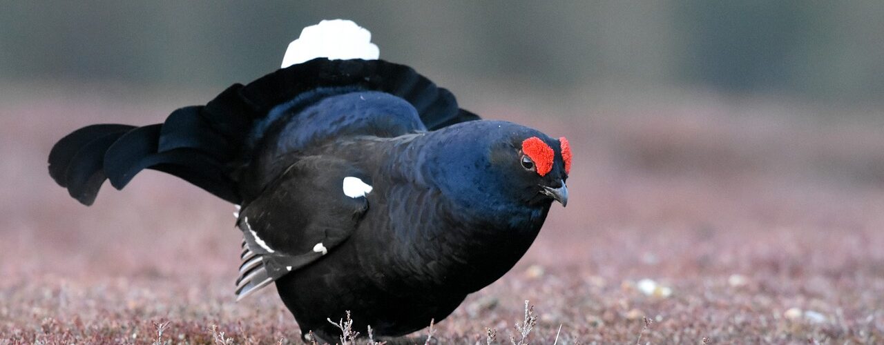 black grouse, bird, scotland-4126537.jpg
