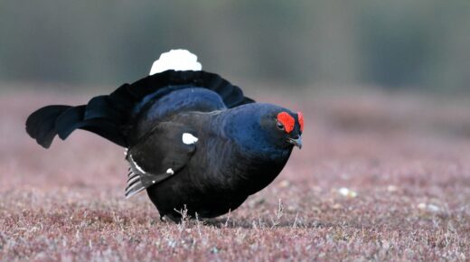 black grouse, bird, scotland-4126537.jpg