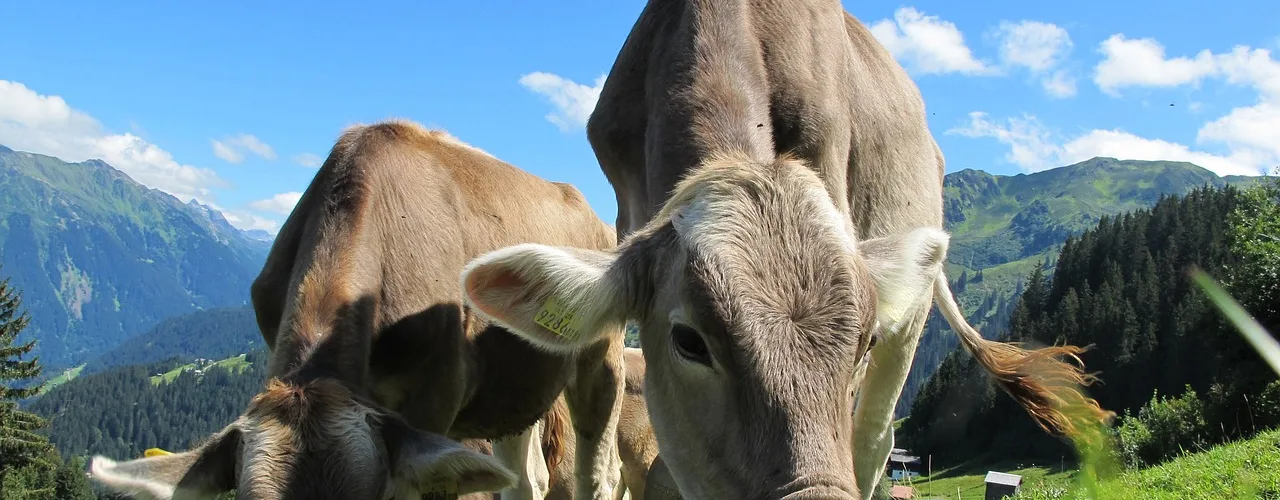 cows, cattle, grazing-203460.jpg