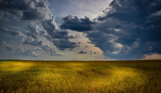 agriculture, wheat field, clouds-1846341.jpg