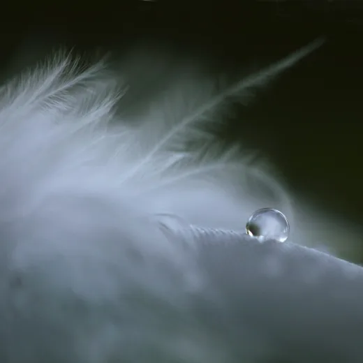 feather, nature, drop-2571777.jpg