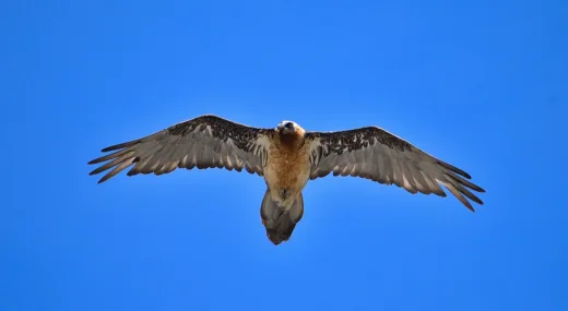bearded vulture, bird, animal-6389342.jpg