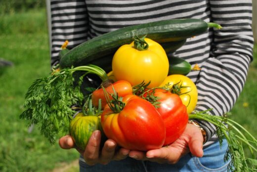 vegetables, gardener, vegetable garden-742095.jpg