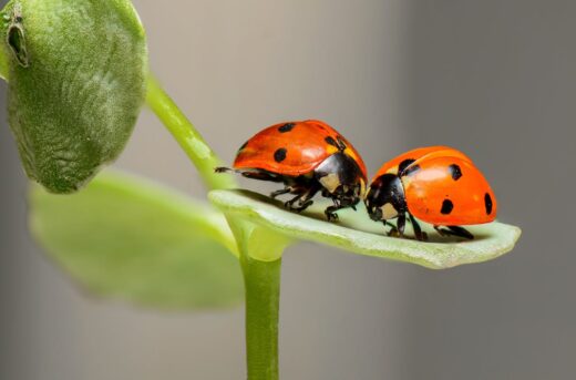 ladybugs-ladybirds-bugs-insects-144243-144243.jpg