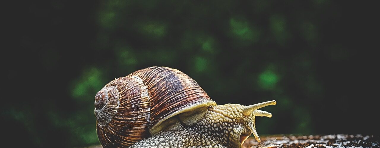 snail, shell, mollusk
