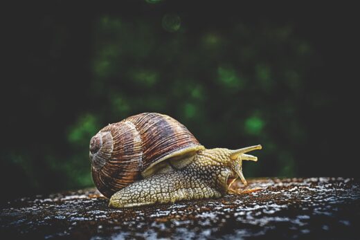 snail, shell, mollusk