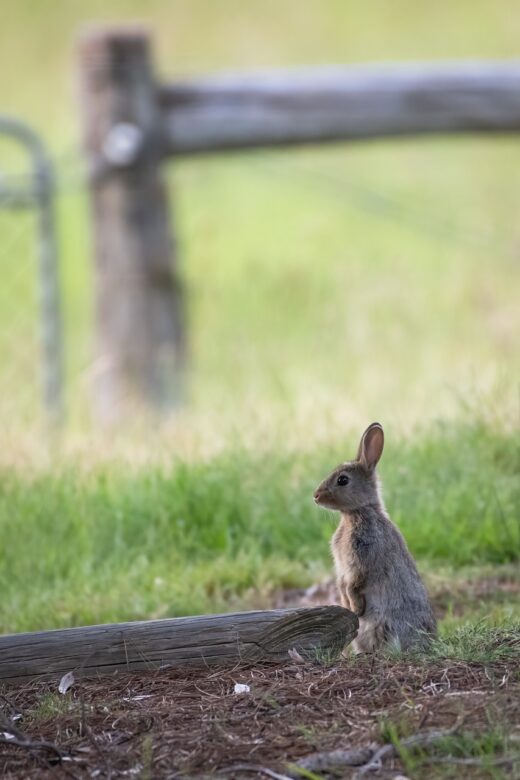 rabbit, bunny, animal