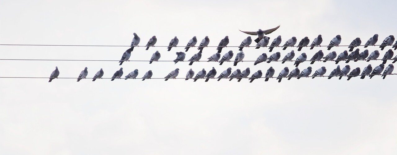 bird, dove, wire
