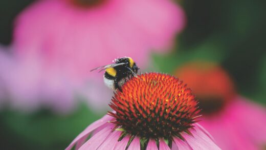 Close-up of a bumblebee collecting pollen on a vibrant coneflower in springtime.