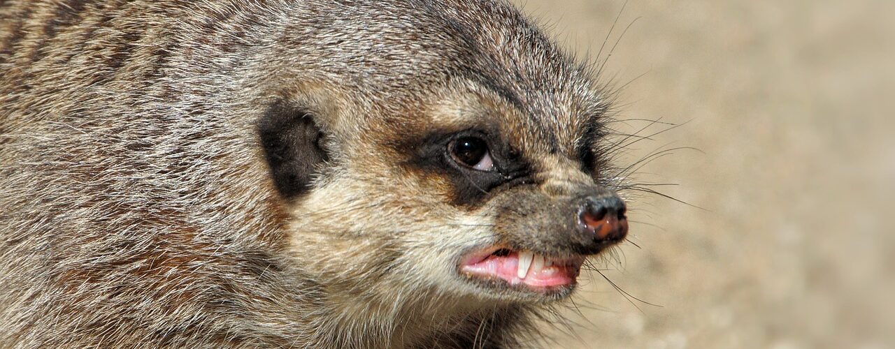 meerkat, aggressive, area, dispute, teeth, food envy, africa, zoo, fur, growl, to bare, growl, growl, growl, growl, growl
