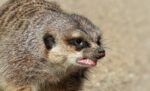 meerkat, aggressive, area, dispute, teeth, food envy, africa, zoo, fur, growl, to bare, growl, growl, growl, growl, growl