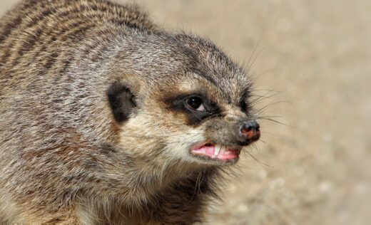 meerkat, aggressive, area, dispute, teeth, food envy, africa, zoo, fur, growl, to bare, growl, growl, growl, growl, growl