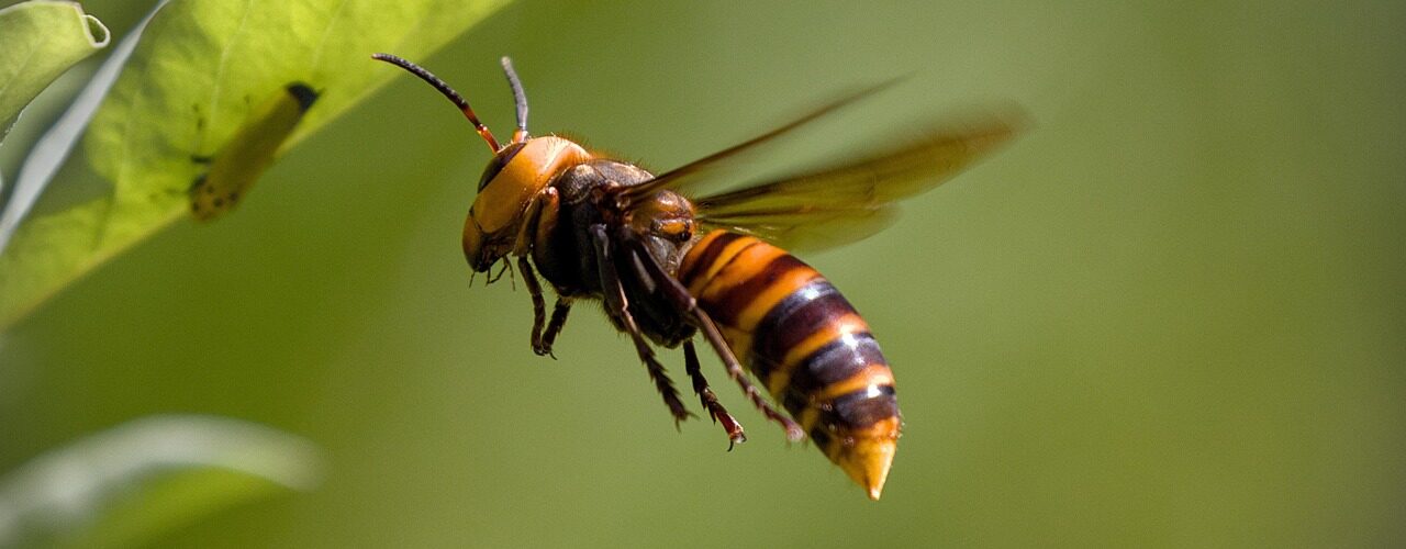 asian giant hornet, hornet, insect, flying, catch prey, hornet, hornet, hornet, hornet, hornet, flying