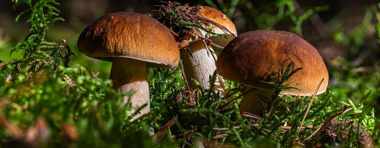 boletus, mushroom, vitamins, food, nature, forest, edible, moss, forest floor, vegan, nourishment, fresh, diet