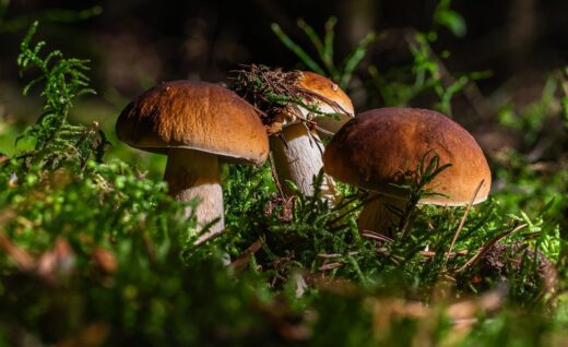 boletus, mushroom, vitamins, food, nature, forest, edible, moss, forest floor, vegan, nourishment, fresh, diet