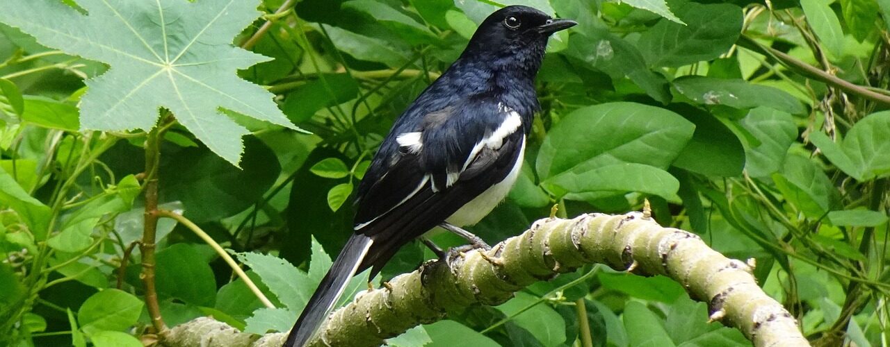 magpie robin, bird, animal, oriental magpie-robin, copsychus saularis, singing bird, wildlife, male bird, branch, perched, nature, birdwatching, india, magpie robin, magpie robin, magpie robin, magpie robin, magpie robin, oriental magpie-robin, oriental magpie-robin, oriental magpie-robin
