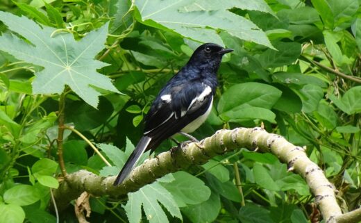 magpie robin, bird, animal, oriental magpie-robin, copsychus saularis, singing bird, wildlife, male bird, branch, perched, nature, birdwatching, india, magpie robin, magpie robin, magpie robin, magpie robin, magpie robin, oriental magpie-robin, oriental magpie-robin, oriental magpie-robin