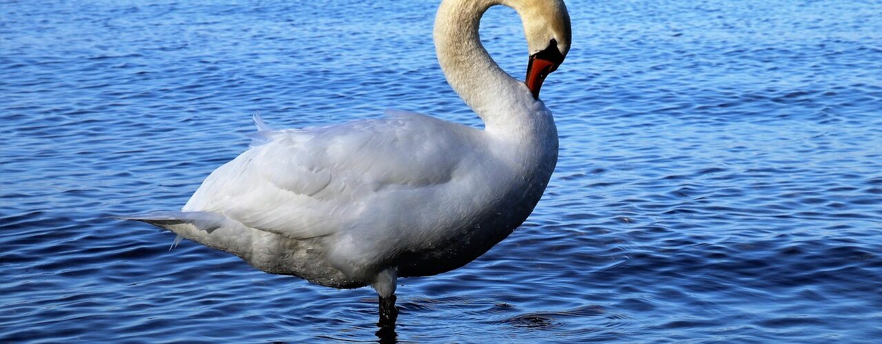bodensee, beach, monolithic part of the waters, birds, nature, outside, sea, beak, pen, lake, wild birds, plumage, swan white, closeup, expressiveness, morning, lost pen, biel, water, swan, water bird, white bird, water birds, beautiful bird, white, big bird, swans, sunny, neck, solar, shine, walk, brightly, shine solar, spring, romanshorn