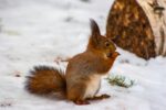 A brown squirrel eating a nut on snow-covered ground during winter.