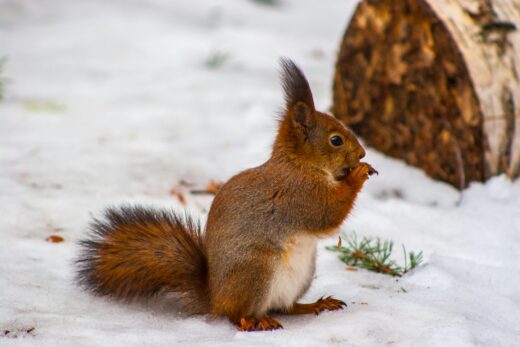 A brown squirrel eating a nut on snow-covered ground during winter.