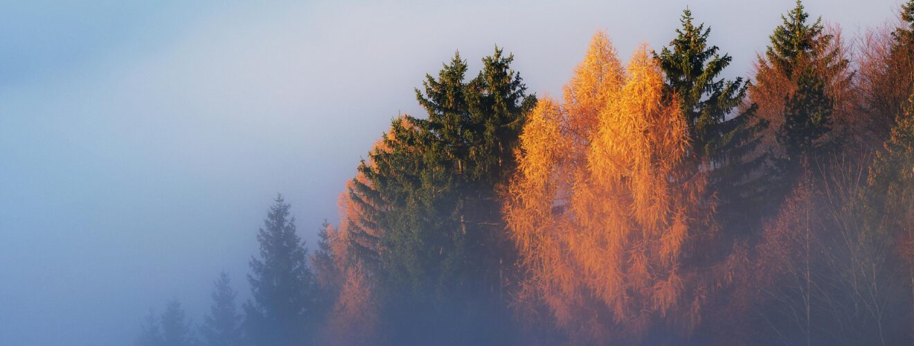 Beautiful autumn forest scene with mist and fog enveloping vibrant foliage.