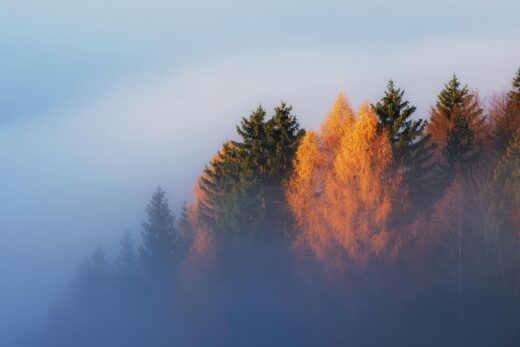 Beautiful autumn forest scene with mist and fog enveloping vibrant foliage.