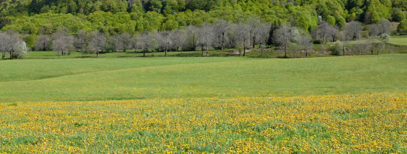Vibrant spring landscape in Mont-Dore, France featuring a meadow with blooming dandelions and lush forests.
