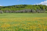 Vibrant spring landscape in Mont-Dore, France featuring a meadow with blooming dandelions and lush forests.