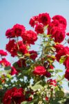 Stunning red roses in full bloom, captured under a clear blue sky, embodying nature's elegance.