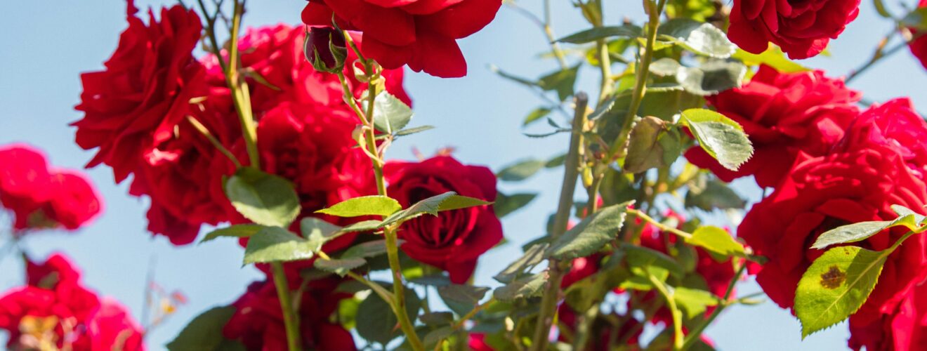 Stunning red roses in full bloom, captured under a clear blue sky, embodying nature's elegance.