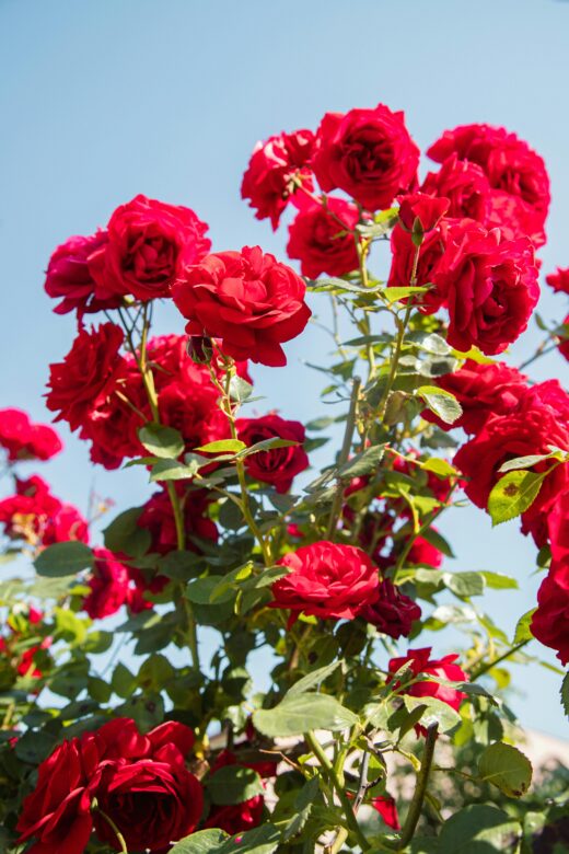 Stunning red roses in full bloom, captured under a clear blue sky, embodying nature's elegance.