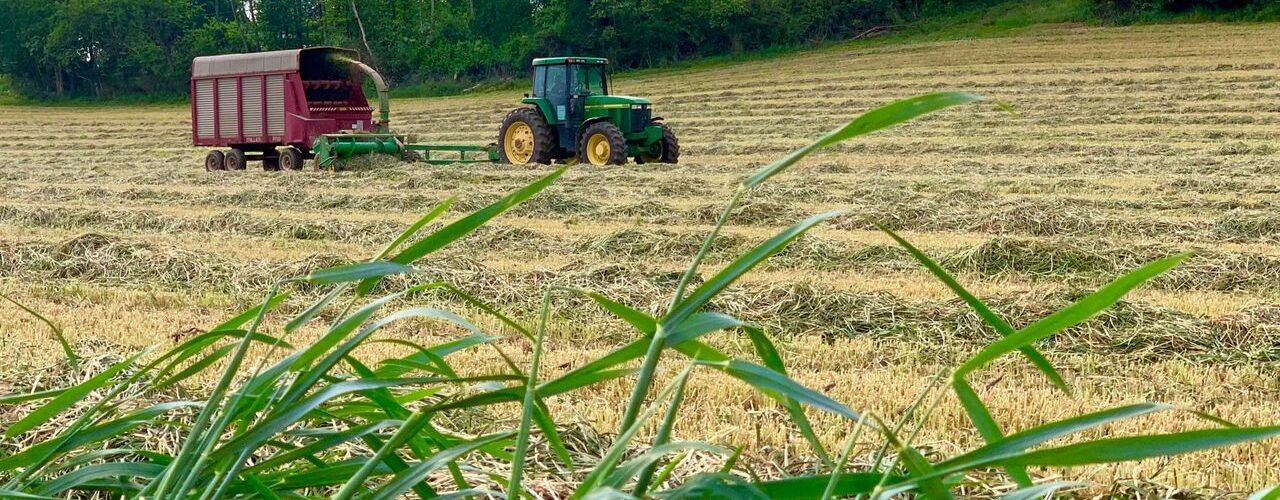 A green tractor operates in a lush summer field, ready for harvest.