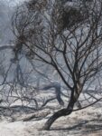 A moody landscape of a forest severely impacted by a wildfire, showing burnt trees and ash-covered ground.