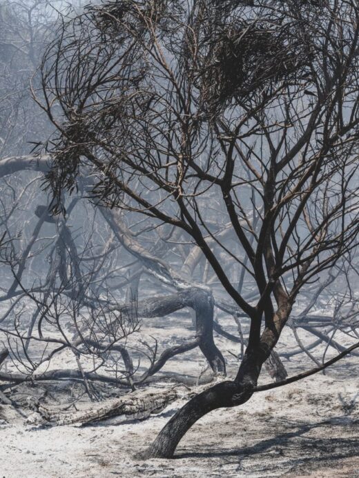 A moody landscape of a forest severely impacted by a wildfire, showing burnt trees and ash-covered ground.