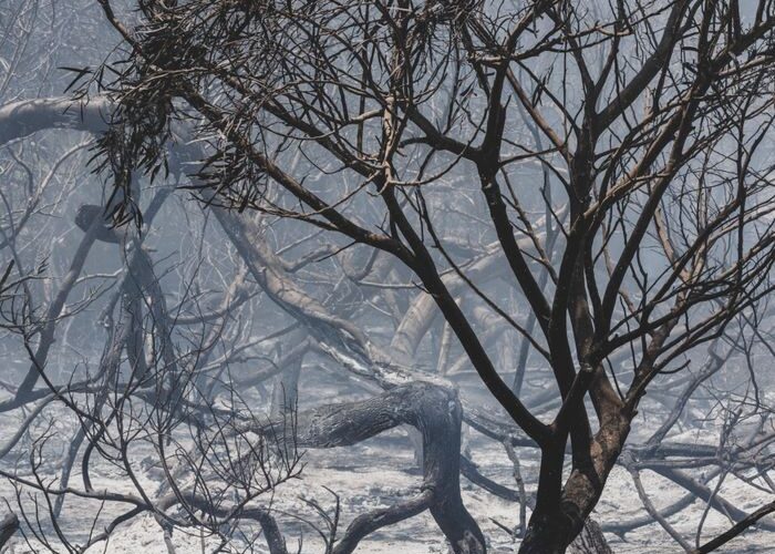 A moody landscape of a forest severely impacted by a wildfire, showing burnt trees and ash-covered ground.